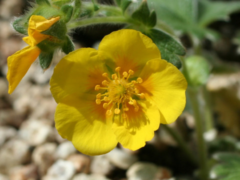 Potentilla megalantha