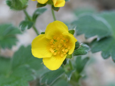 Potentilla megalantha