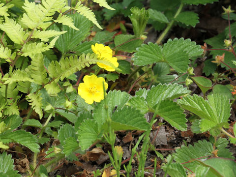 Potentilla megalantha