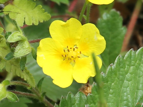 Potentilla megalantha