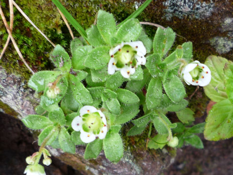 Saxifraga merkii var. merkii