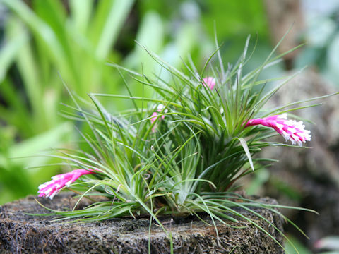 チランドシア・アエラントス (Tillandsia aeranthos)