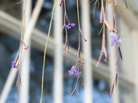 Tillandsia caerulea