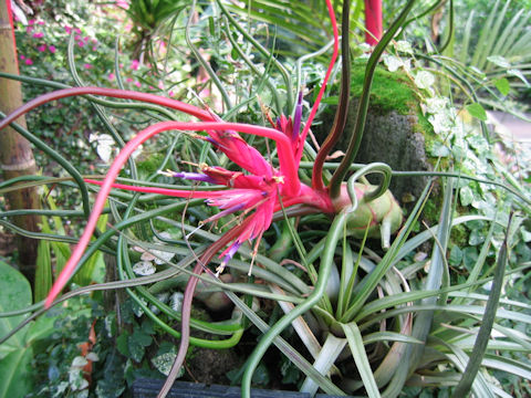 Tillandsia caput-medusae