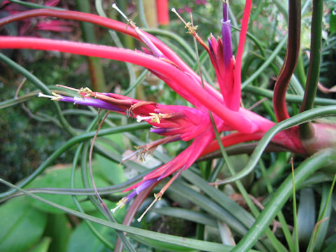 Tillandsia caput-medusae