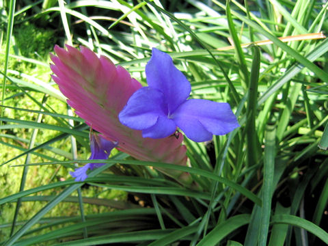 Tillandsia cyanea