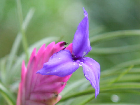 Tillandsia cyanea