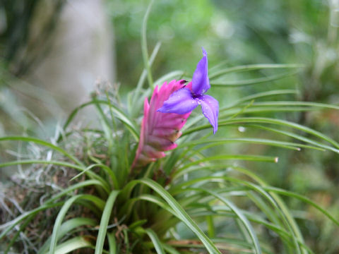 Tillandsia cyanea