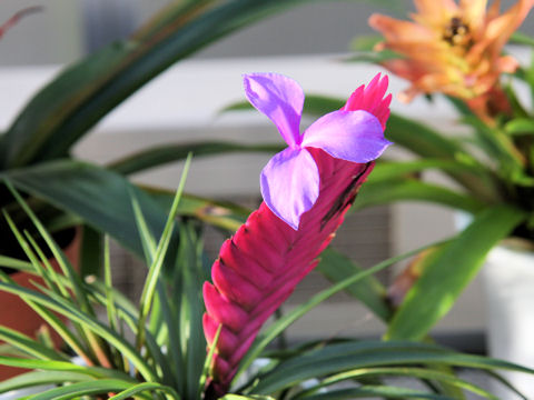 Tillandsia cyanea