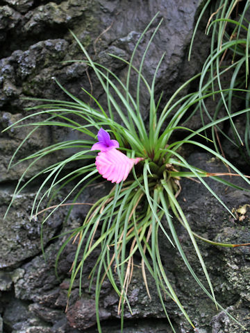 Tillandsia cyanea