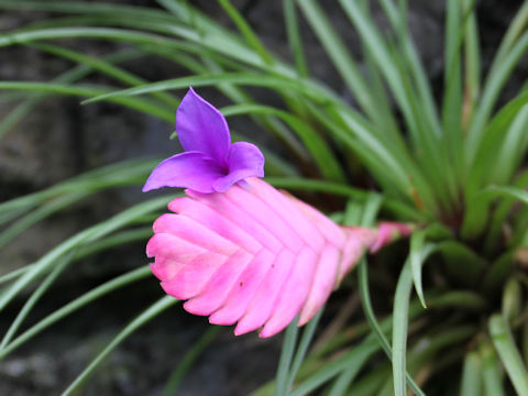 Tillandsia cyanea