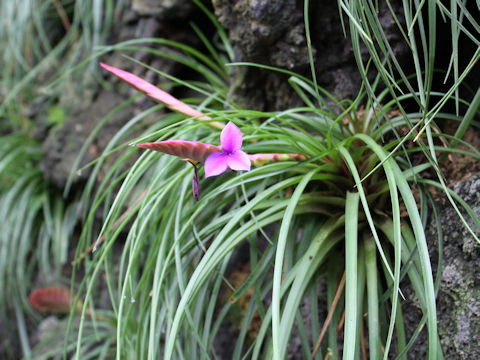 Tillandsia cyanea