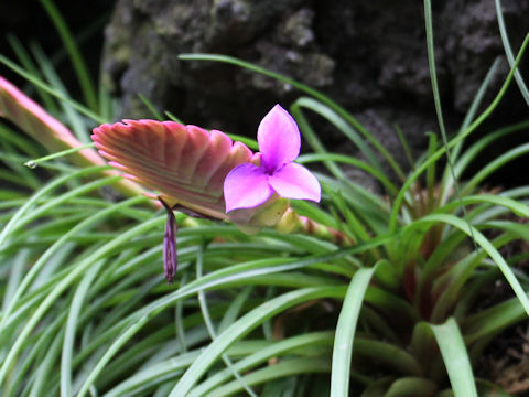 Tillandsia cyanea