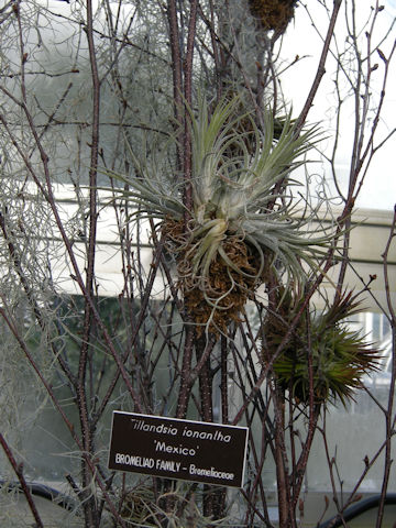 Tillandsia ionantha cv. Mexico