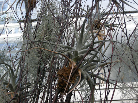 Tillandsia ionantha cv. Mexico