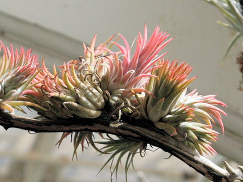 Tillandsia sp.