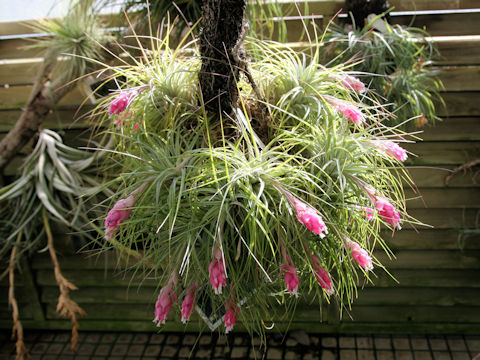 Tillandsia stricta