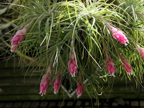 Tillandsia stricta