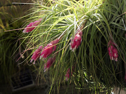 Tillandsia stricta