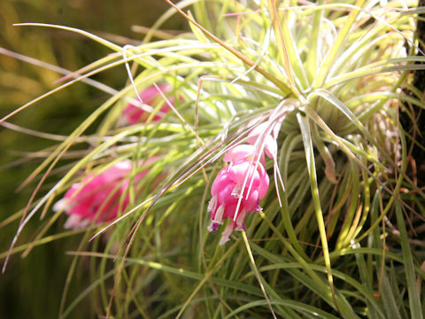 Tillandsia stricta