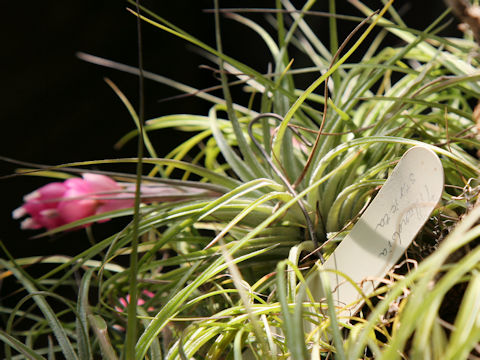 Tillandsia stricta