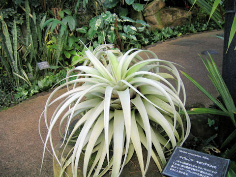 Tillandsia xerographica