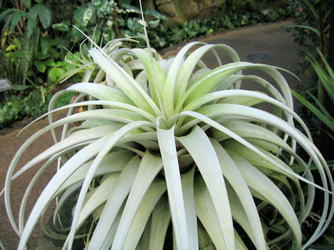 Tillandsia xerographica