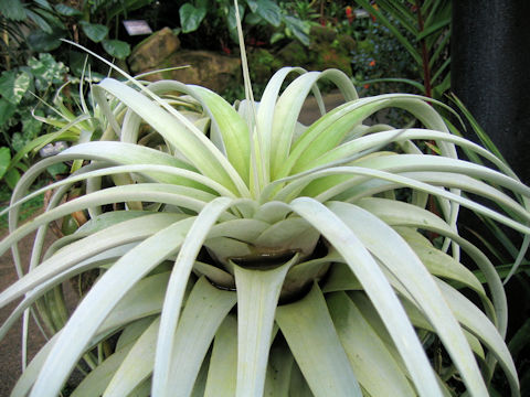 Tillandsia xerographica