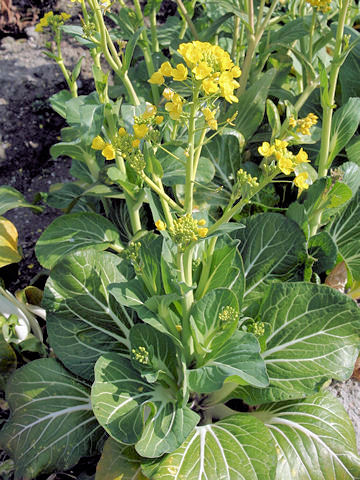 Brassica rapa var. chinensis