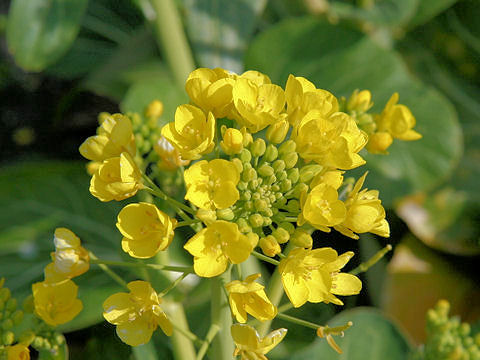 Brassica rapa var. chinensis