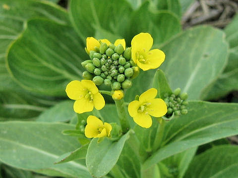 Brassica rapa var. chinensis