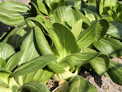 Brassica rapa var. chinensis