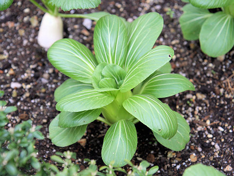 Brassica rapa var. chinensis