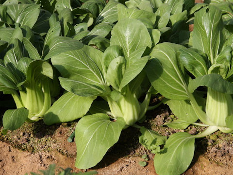 Brassica rapa var. chinensis