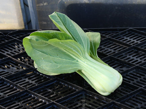 Brassica rapa var. chinensis