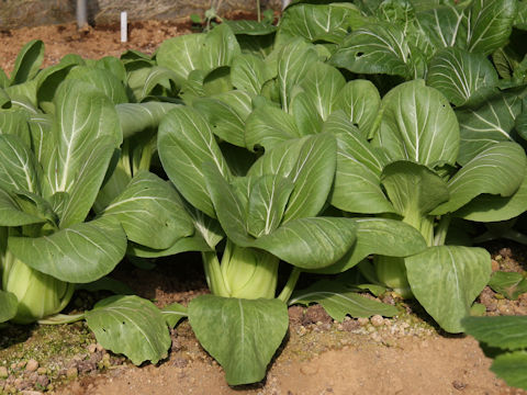 Brassica rapa var. chinensis