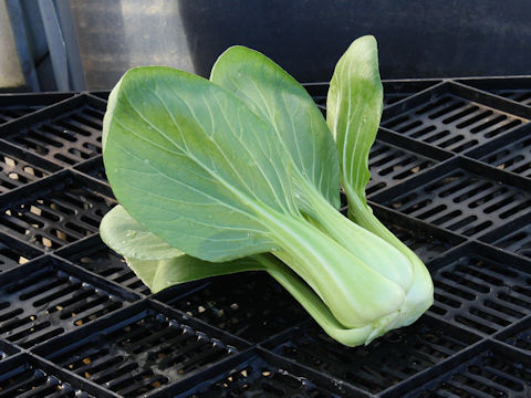 Brassica rapa var. chinensis