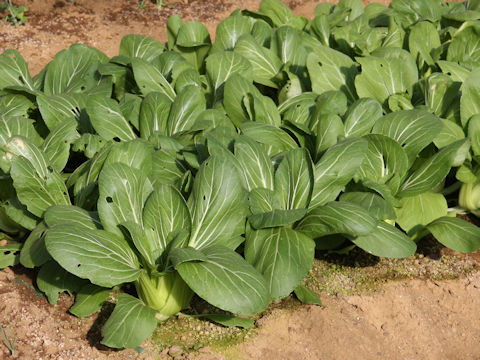 Brassica rapa var. chinensis