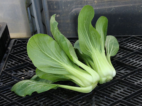 Brassica rapa var. chinensis