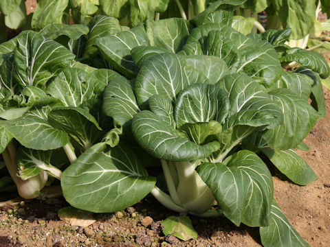 Brassica rapa var. chinensis