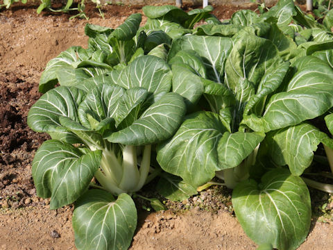 Brassica rapa var. chinensis