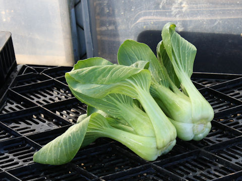 Brassica rapa var. chinensis