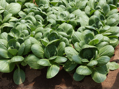 Brassica rapa var. chinensis