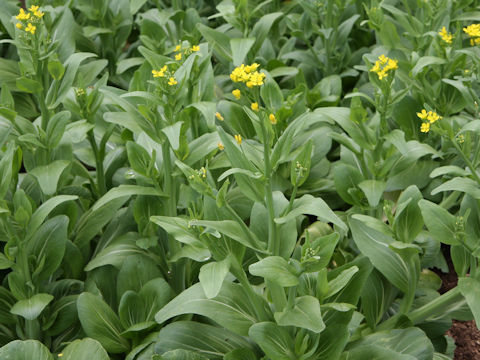 Brassica rapa var. chinensis