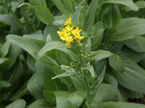 Brassica rapa var. chinensis