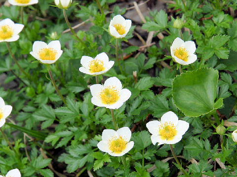 Geum pentapetalum