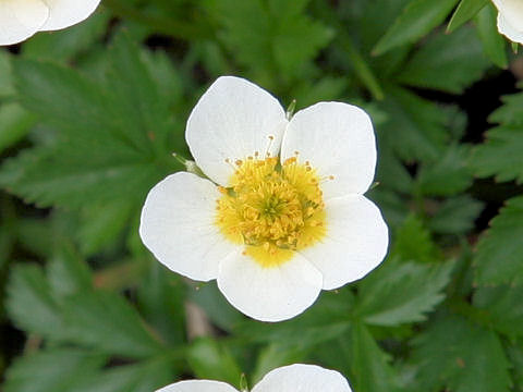 Geum pentapetalum