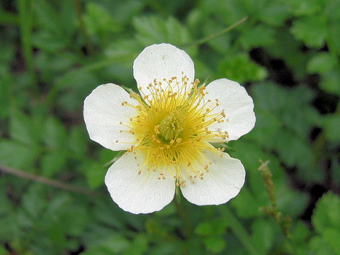 Geum pentapetalum