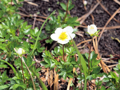 Geum pentapetalum