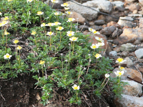 Geum pentapetalum